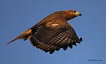 Kzl ahin / Buteo rufinus / Long-legged buzzard